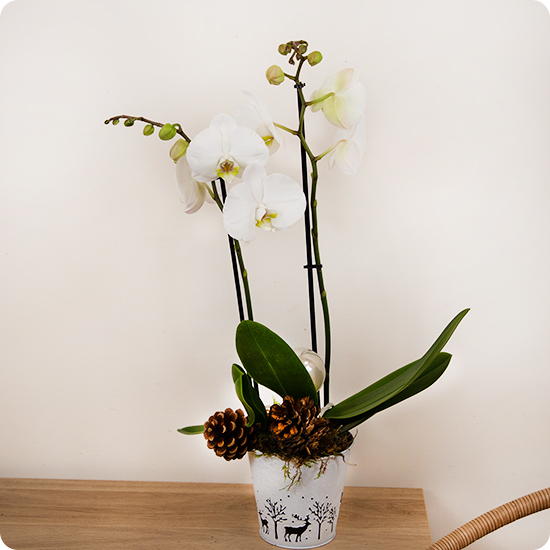 Laissez-vous séduire par L’Orchidée blanche La Divine, une plante élégante et lumineuse qui apporte instantanément sérénité et raffinement à votre intérieur ✨🤍🌿

À partir de 39,95 €, c’est le cadeau parfait pour offrir beauté et douceur durable.
Préparée et livrée par 123fleurs 🌸

Découvrez cette orchidée pleine d’élégance parmi toutes les offres disponibles sur Bloomyrama 👉 lien en bio.

#livraisonfleurs #bloomyrama #comparateurdefleurs #fleuristes #123fleurs #plantes #orchidee  #fleursdesaison #compositionfleurie