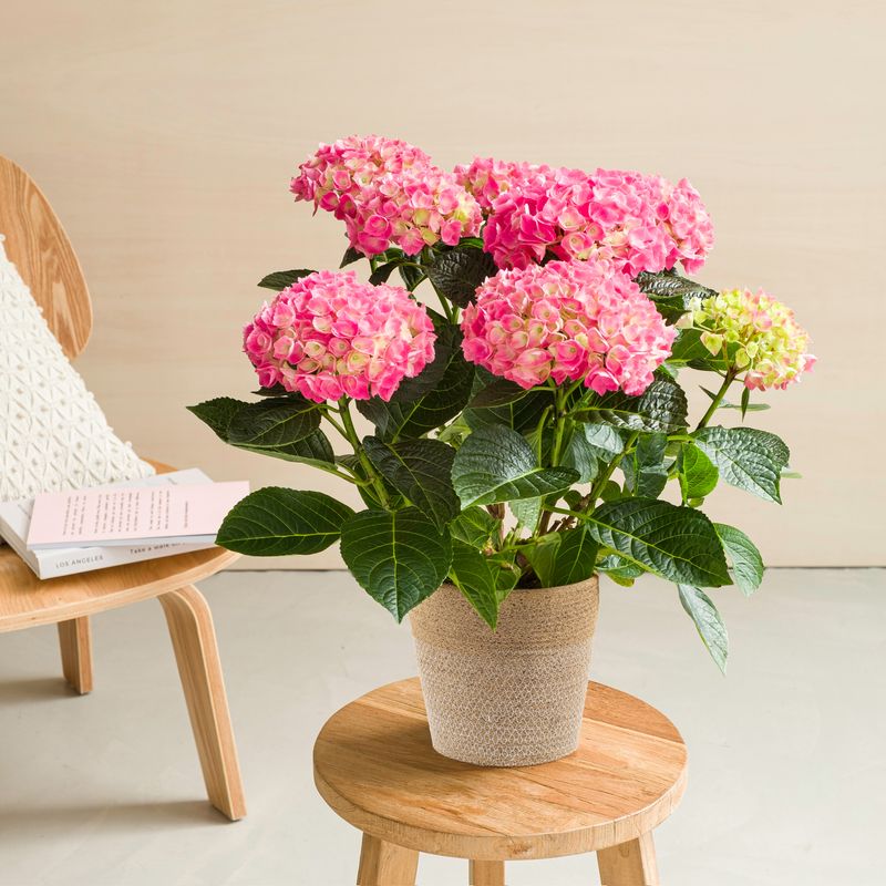 Succombez au charme estival de l’Hortensia rose 🌸🌿

La belle plante de l’été par excellence, avec ses généreuses fleurs roses qui apportent douceur et élégance à tous les espaces 💗✨

À partir de 34,95 €
Préparée et livrée par Interflora 💐

👉 Lien en bio.

#bouquetdefleurs #livraisonfleurs #bloomyrama #comparateurdefleurs #fleuristes #interflora #plantes #fleursdesaison #hortensia