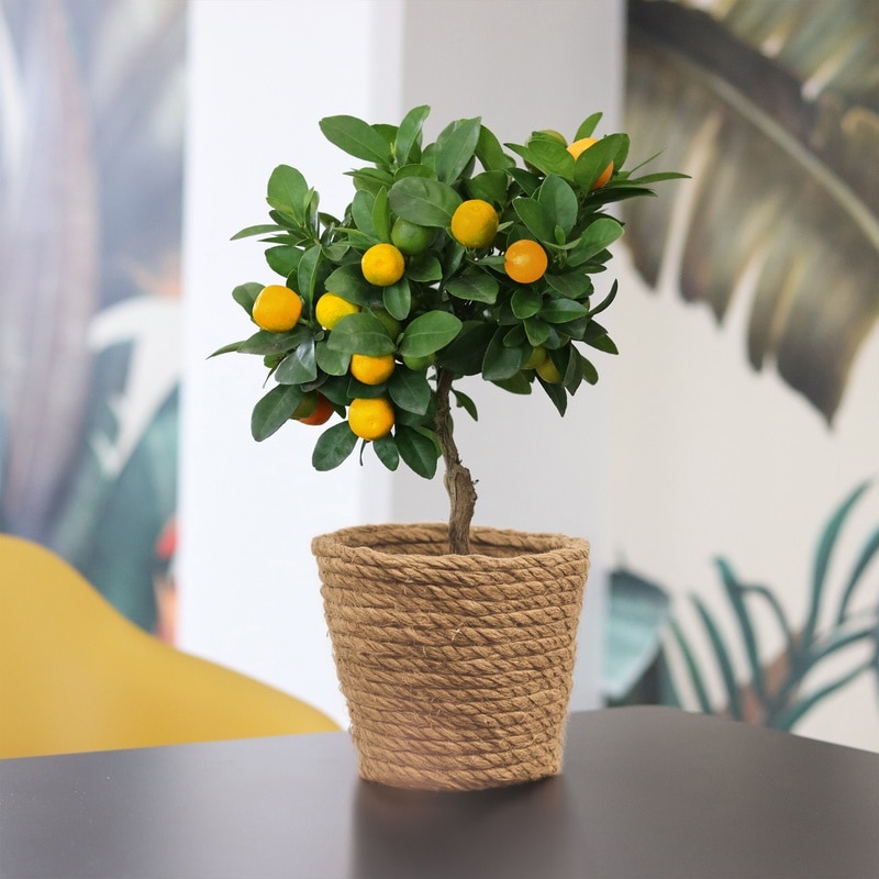 🍊 Offrez un joli Calamondin pour la fête des Pères ce dimanche ! Cet élégant oranger d’appartement apportera une touche de soleil et de fraîcheur à la maison 🌿✨

À partir de 39,95 €
Préparé et livré par Interflora 💐

👉 lien en bio.

#plantedinterieur #livraisonplantes #bloomyrama #comparateurdefleurs #fleuristes #interflora #oranger #fetedesperes #cadeaufetedesperes