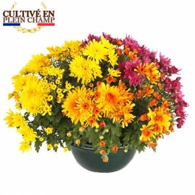 Et si cette année, vous rendiez hommage à vos proches avec une belle touche de couleur ? 

Découvrez la coupe de chrysanthèmes proposée par L'Agitateur Floral. Une jolie façon de fleurir le souvenir de ceux qui nous sont chers. 

🌼 À 30 €, apportez de la couleur et de la douceur en cette période de recueillement.

🔎 Retrouvez cette offre sur le comparateur bloomyrama - Lien en bio. 

#Bloomyrama #Toussaint #Chrysanthemes #AgitateurFloral #Comparateurdefleurs