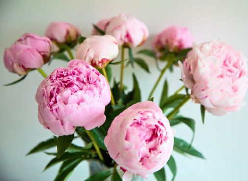 Bouquet de pivoines roses comparateur bloomyrama