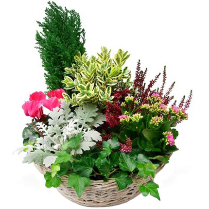 arrangements plantes fleuries cimetière 123fleurs bloomyrama