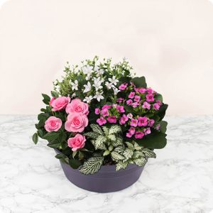 Composition plantes fleuries 123fleurs comparateur bloomyrama