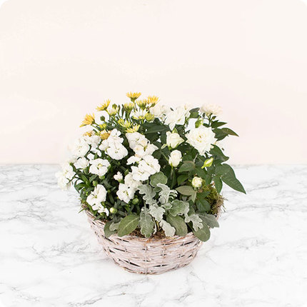 Composition de plantes fleuries blanches vannerie livraison 123fleurs comparaison bloomyrama