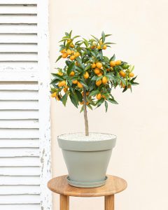 kumquat augustin arbuste fruitier agrumes bergamotte bloomyrama