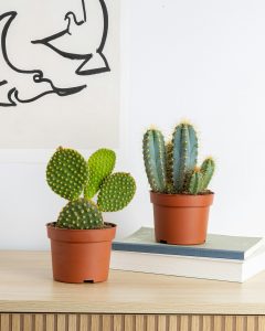 Cactus arthus plantes succulentes bergamotte bloomyrama