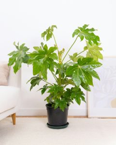 fastia aralia francois plante intérieur bergamotte bloomyrama