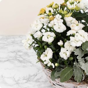 Composition de plantes fleuries blanches vannerie livraison 123fleurs comparaison bloomyrama
