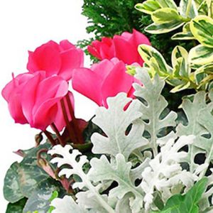 Coupe de plantes deuil cimetière 123fleurs comparaison bloomyrama