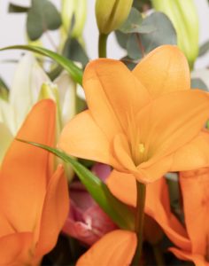 bouquet de lys multicolore tons chauds Monsieur marguerite comparateur bloomyrama