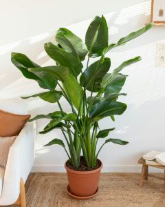 plantes verte Strelitzia stanislas bergamotte bloomyrama