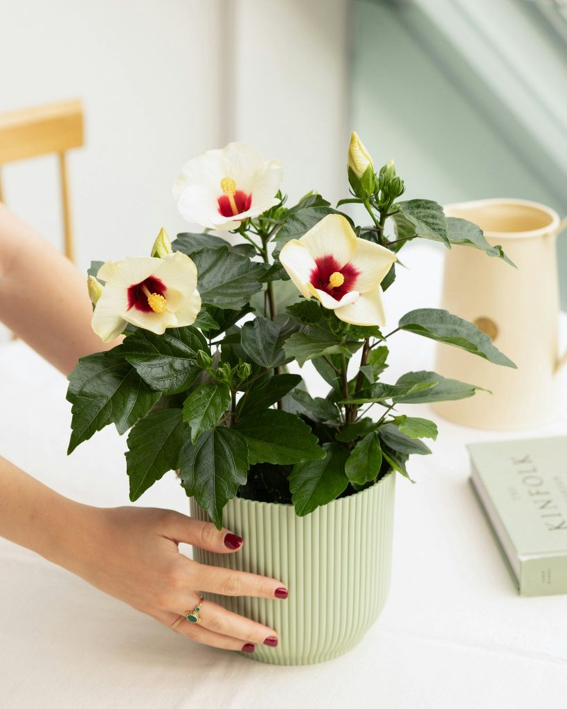 Hibiscus lynn plantes intérieur bergamotte bloomyrama