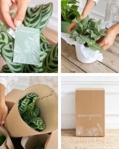 livraison emballage plantes bergamotte bloomyrama