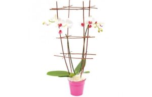 Orchidée blanche et rose en cage livraison Agitateur floral comparateur de fleurs bloomyrama