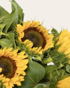 Botte de 10 tournesols livraison Monsieur Marguerite Comparateur bloomyrama