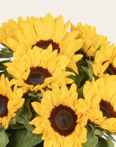 Botte de 10 tournesols livraison Monsieur Marguerite Comparatif bloomyrama