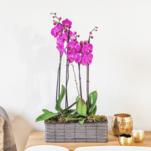 Parma orchidée fuchsia 2 branches livraiosn Interflora comparateur de fleurs bloomyrama