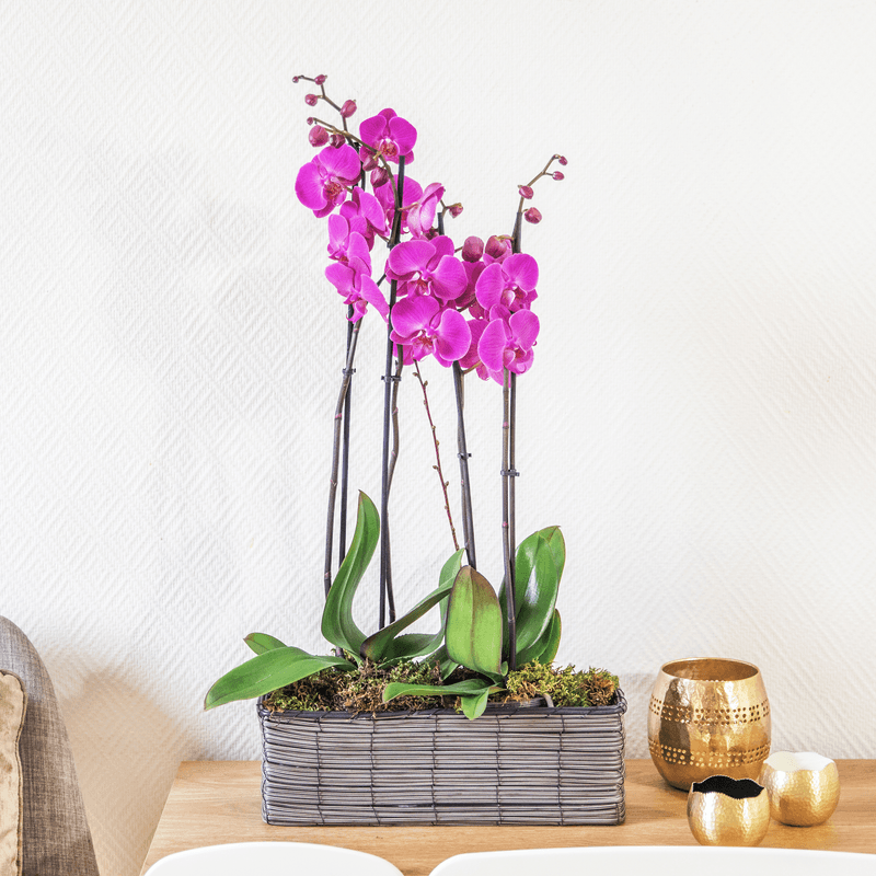 Parma orchidée fuchsia 2 branches livraiosn Interflora comparateur de fleurs bloomyrama