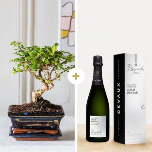 Bonsaï avec champagne Maison Devaux Interflora disponible sur le comparateur bloomyrama