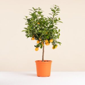 Grand calamondin arbuste livraison interflora comparaison sur bloomyrama