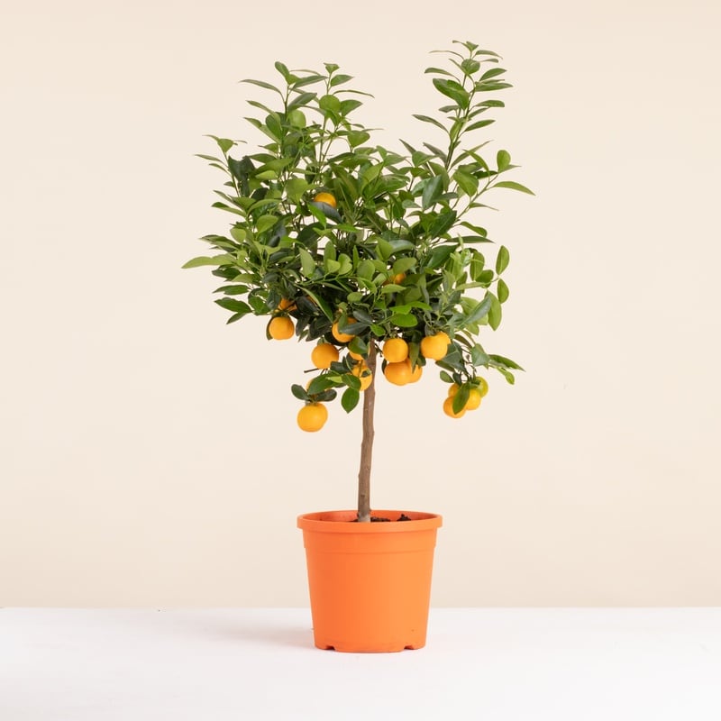Grand calamondin arbuste livraison interflora comparaison sur bloomyrama