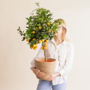 Grand calamondin et cache-pot livraiosn arbustes interflora comparateur bloomyrama