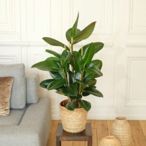 ficus elastica et cache-pot livraison plantes interflora comparateur bloomyrama