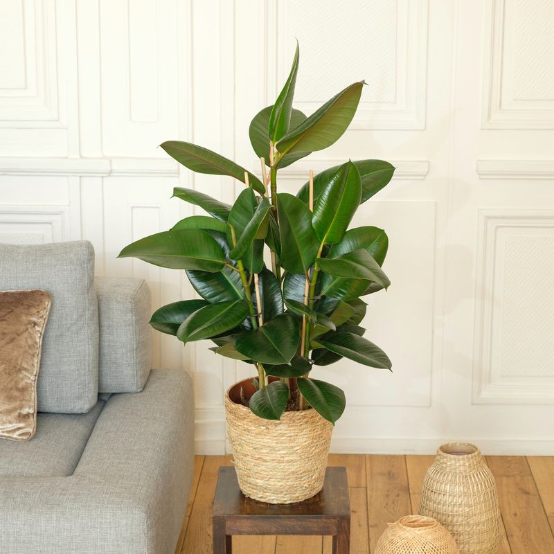 ficus elastica et cache-pot livraison plantes interflora comparateur bloomyrama