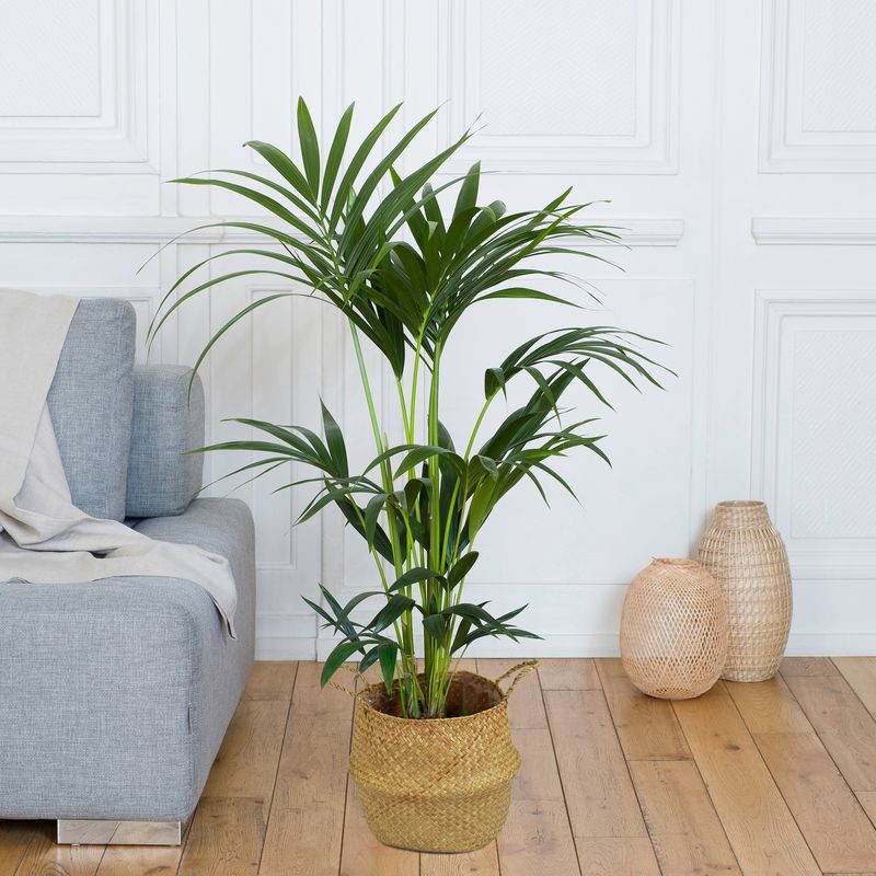 Kentia palmier interieur vert bouteille Interflora disponible sur le comparateur bloomyrama