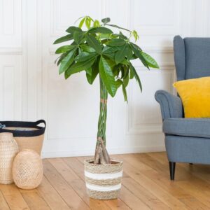 Pachira aquatica livraison interflora comparateur de fleurs bloomyrama