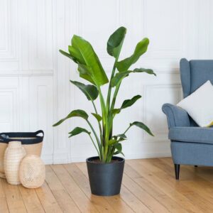 Strelitzia livraison plante verte interflora comparateur bloomyrama