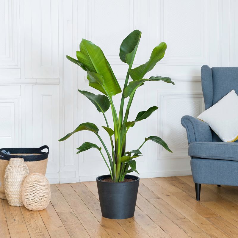 plante strelitzia cache-pot Interflora vu sur bloomyrama le comparateur