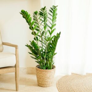 Zamioculcas livraison plantes vertes interflora comparateur bloomyrama