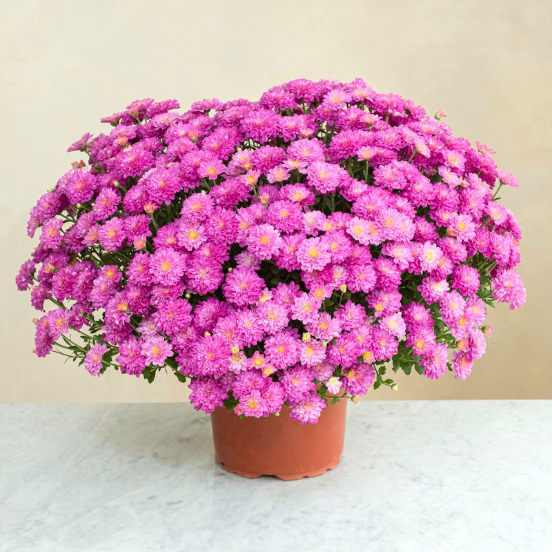 Chrysanthème rose Collection Toussaint livré sur tombe par nos fleuristes Interflora vu sur le comparateur bloomyrama