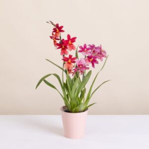 Orchidée rouge Cambria Nelly isler livraison interflora comparateur de fleurs bloomyrama