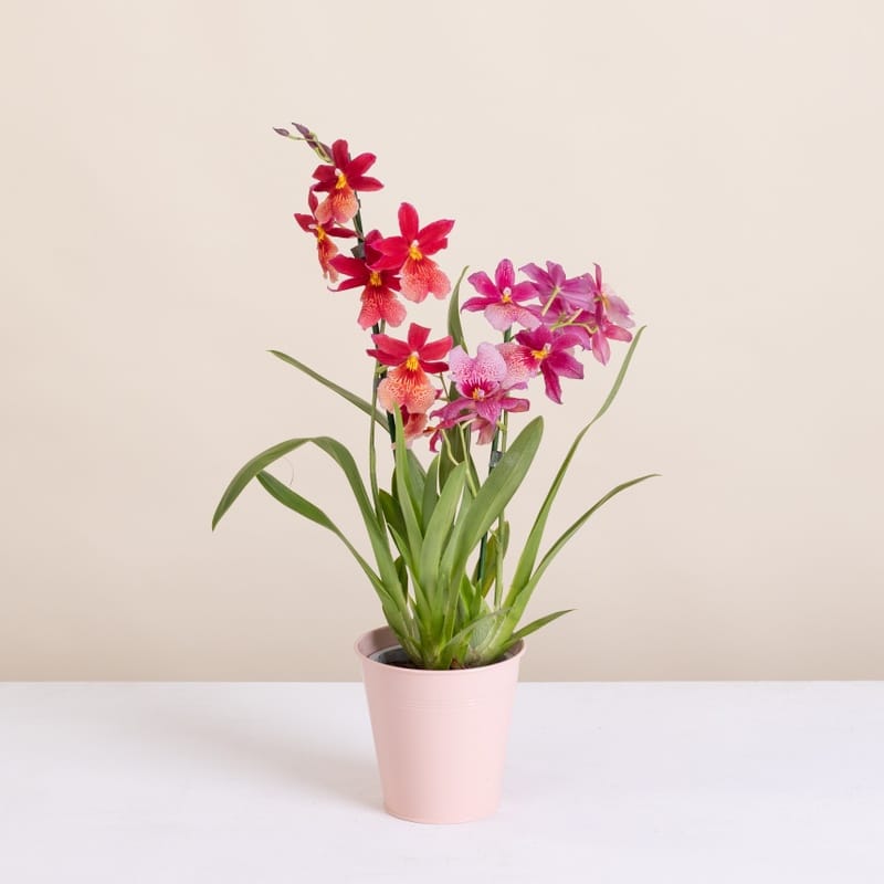 Orchidée rouge Cambria Nelly isler livraison interflora comparateur de fleurs bloomyrama