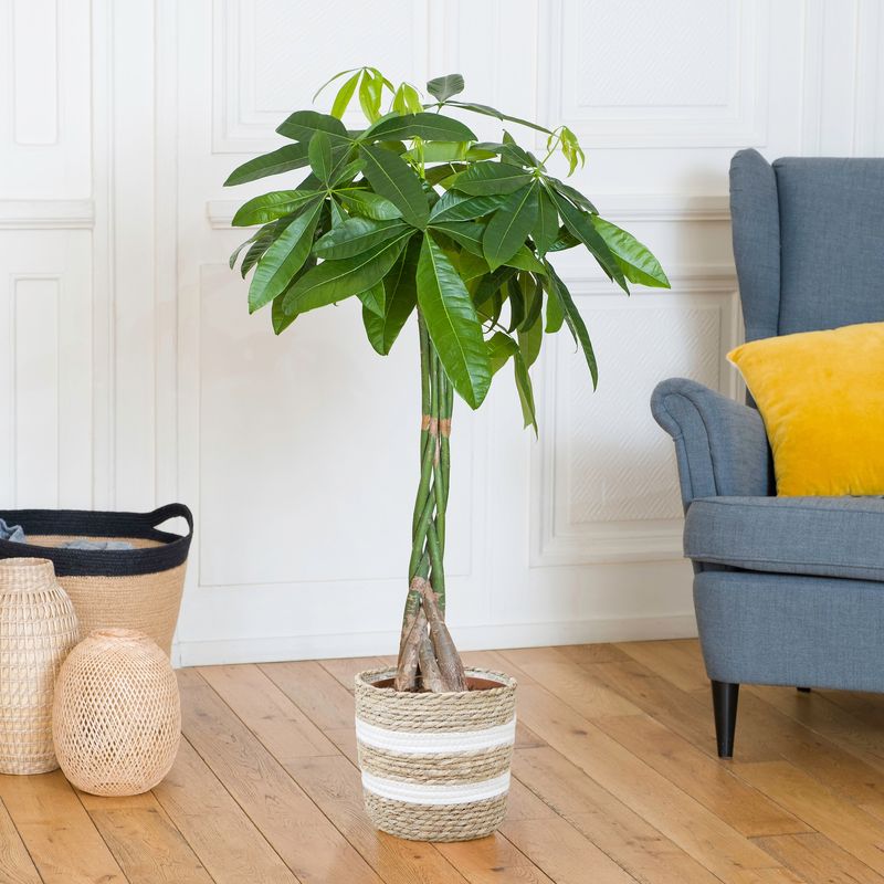 Pachira aquatica livraison interflora comparateur de fleurs bloomyrama