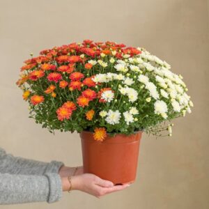 chrysanthème multicolore Livraison Interflora bloomyrama
