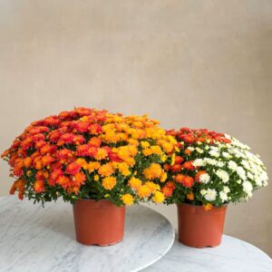 Duo de chrysanthèmes multicolores Toussaint Livraison Interflora Comparateur Bloomyrama