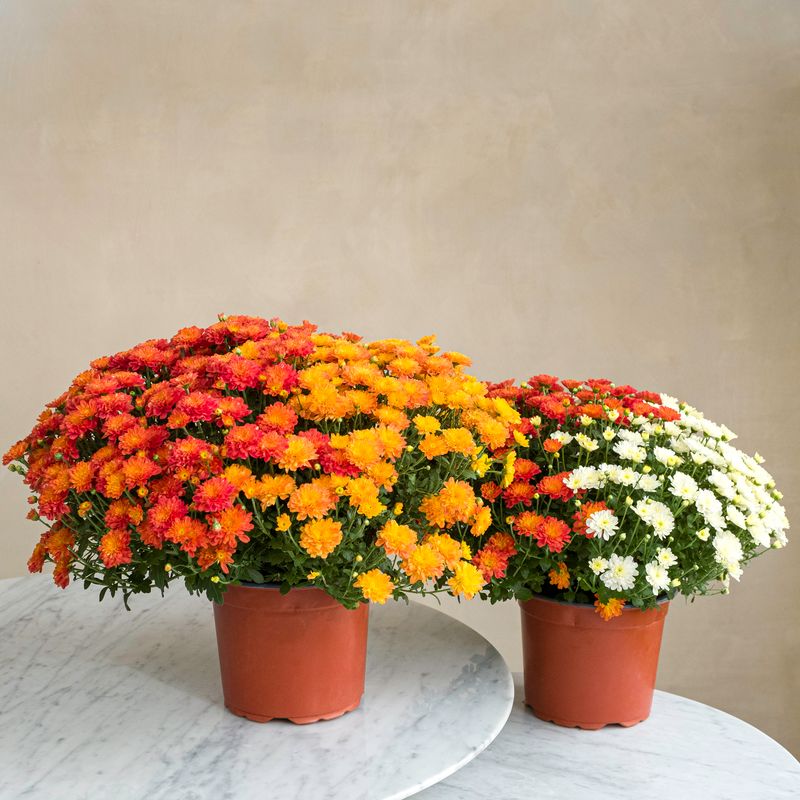 Duo de chrysanthèmes multicolores Toussaint Livraison Interflora Comparateur Bloomyrama