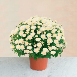 Pot de chrysanthèmes blancs livraison toussaint Interflora Comparaison plantes bloomyrama
