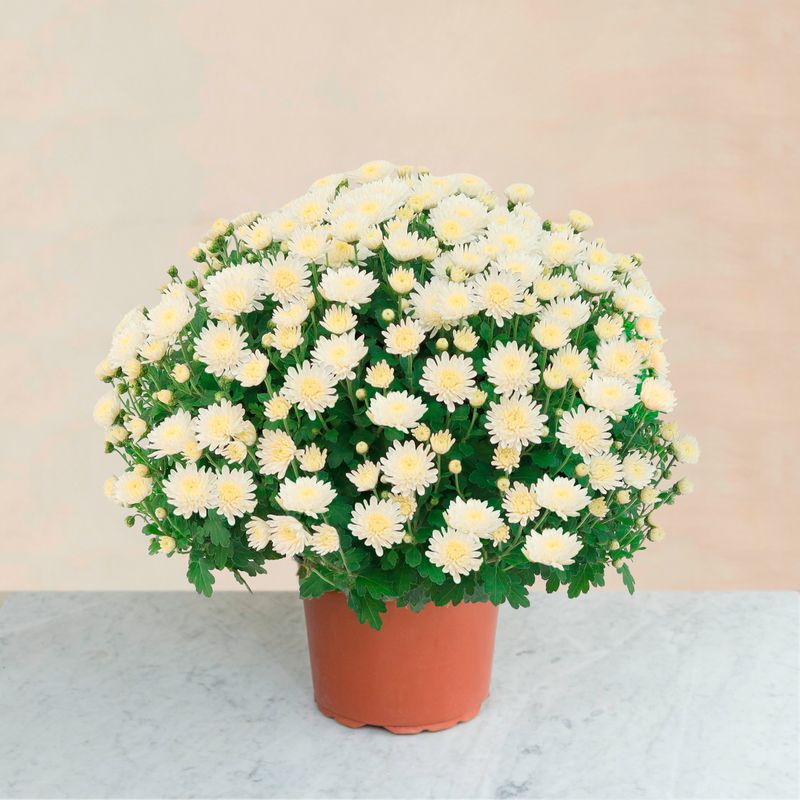 Pot de chrysanthèmes blancs livraison toussaint Interflora Comparaison plantes bloomyrama