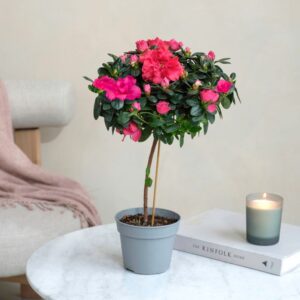Azalée rose sur tige livraison rapide interflora comparateur de fleurs bloomyrama