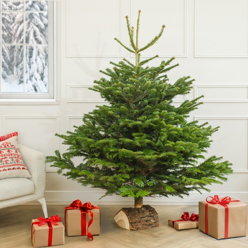 Sapin de Noël naturel Nordmann livraison rapide interflora comparateur de fleurs bloomyrama