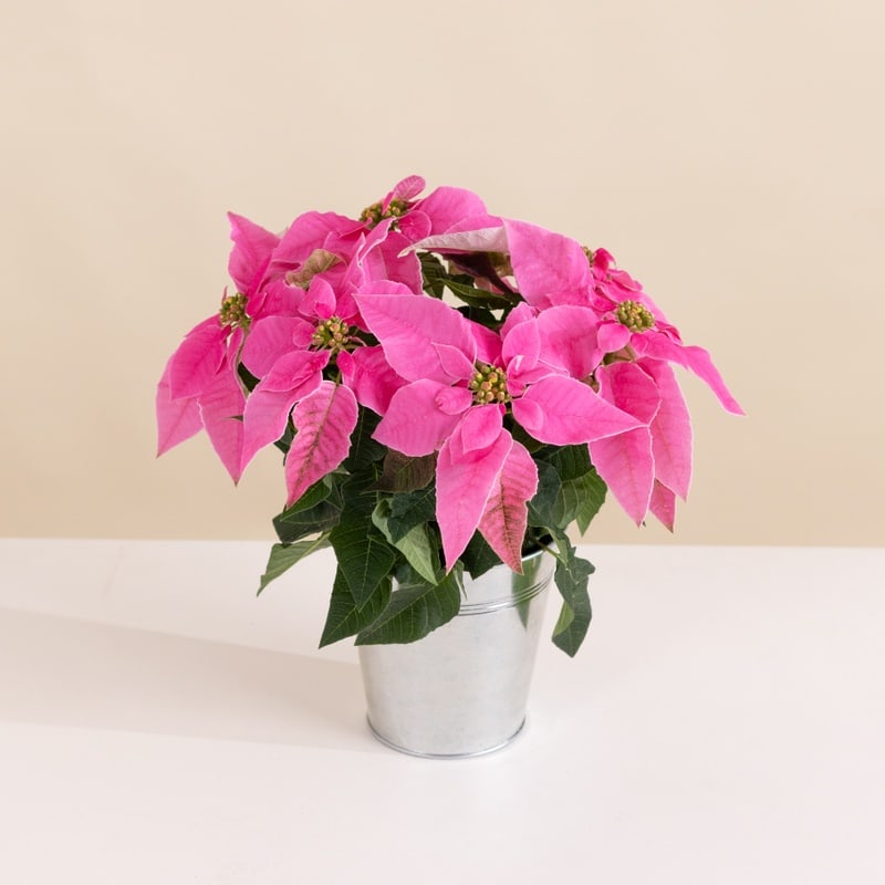 Poinsettia rose livraison rapide interflora comparateur de fleurs bloomyrama