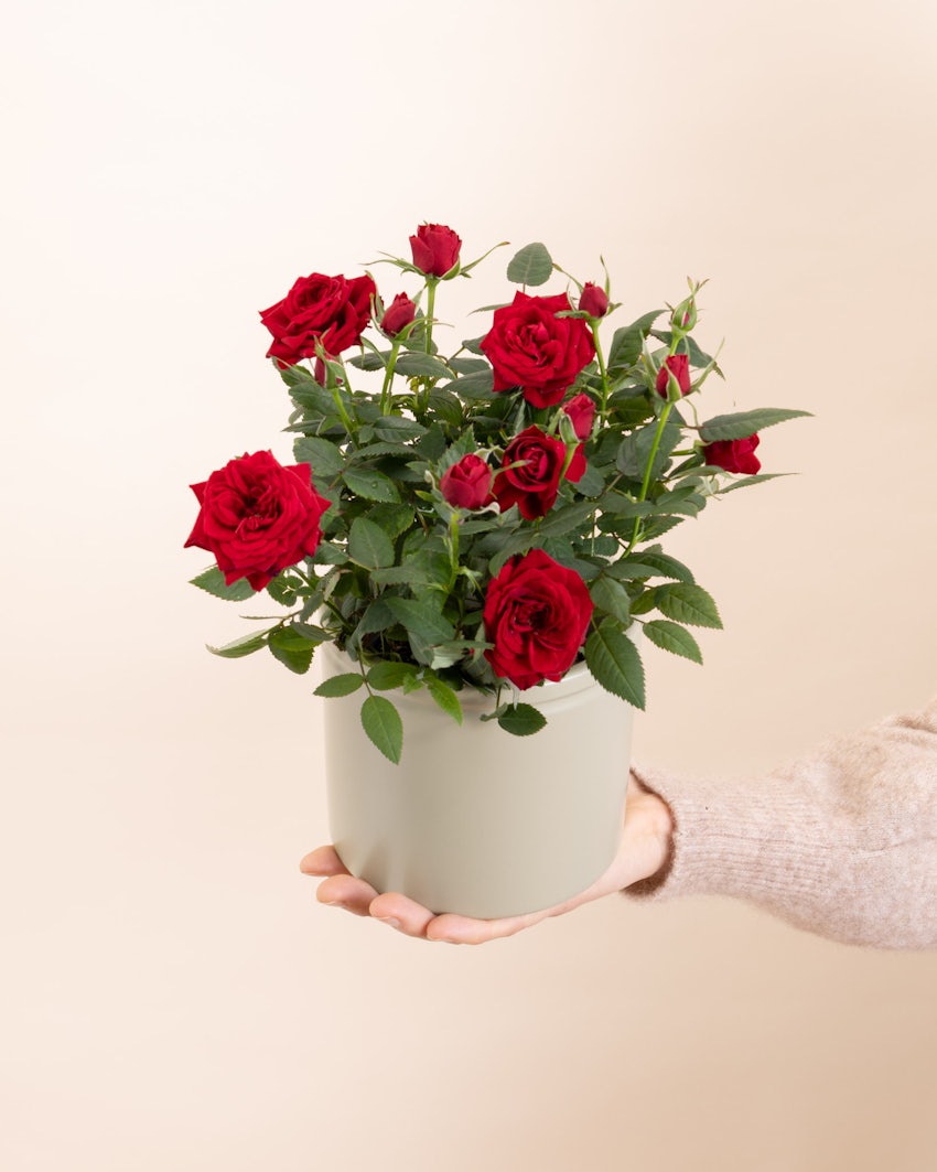 Rosier Daphné rouge offrir plante fleurie livraison bergamotte comparateur de fleurs bloomyrama