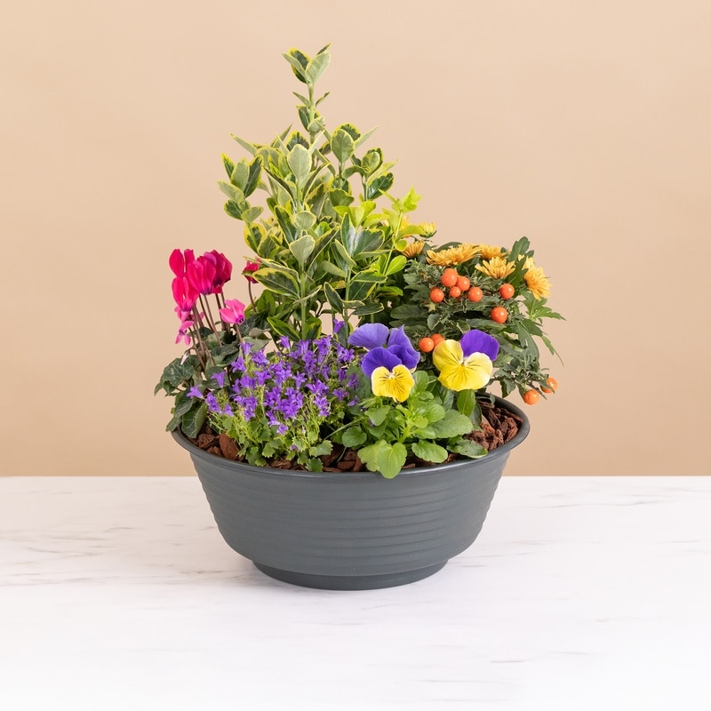 Composition deuil chrysanthèmes jaunes orange rouges Interflora disponible sur le comparateur bloomyrama