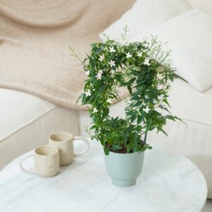 Plante jasmin aux fleurs blanches parfumées avec cache pot vert Interflora disponible sur le comparateur bloomyrama
