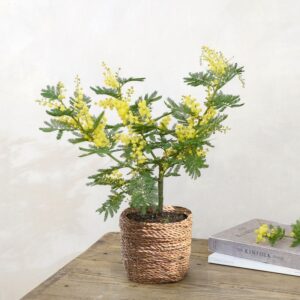 Mimosa en fleurs jaunes parfumées plante méditerranéenne sans cache-pot Interflora disponible sur le comparateur bloomyrama