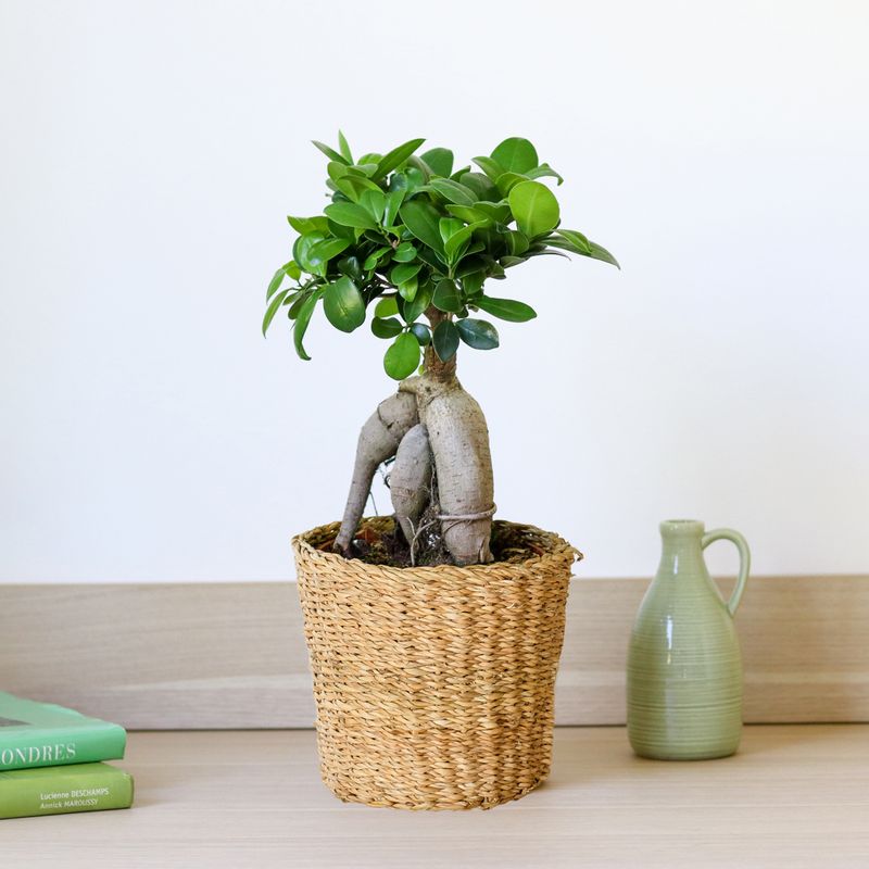 Ficus Ginseng bonsaï plante verte livrée par interflora comparateur blommyrama